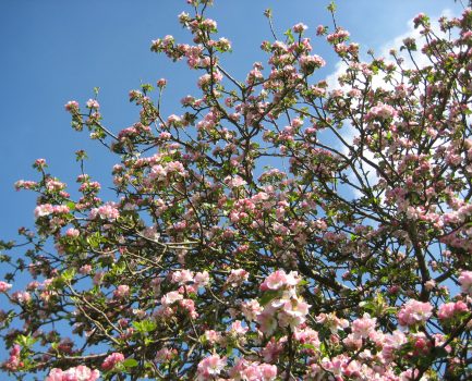 Cherry blossom