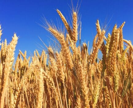Wheat field. Photo credit: Melissa Askew on Unsplash.